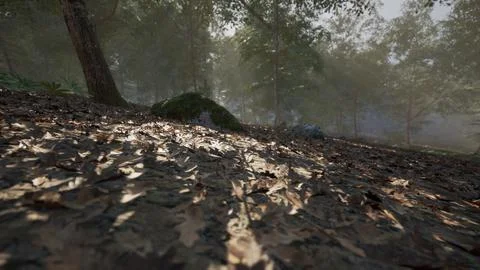 Fall foliage covers the forest floor with soft sunlight filtering through tre Stock Illustration
