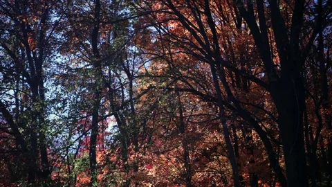 Fall foliage with dark tree branches silhouetted Stock Footage 73432199