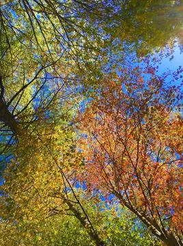 Fall Foliage at Dennis, Cape Cod Stock Photos