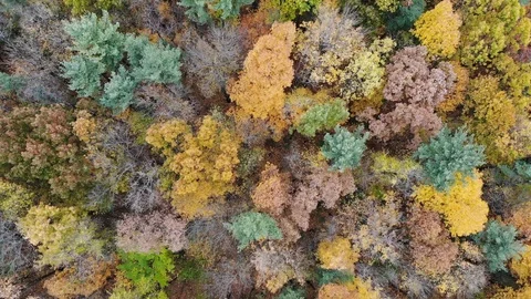 Fall foliage drone flyover 02 Stock Footage 119498493