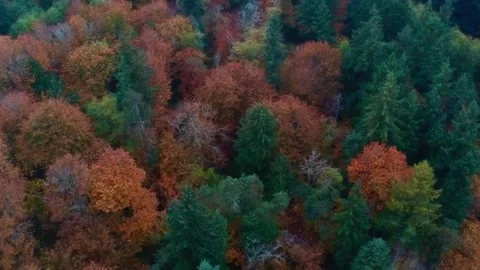 Fall Foliage Drone 動画素材 204870252