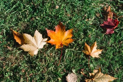 Fall foliage fallen maple leaves on grass background Stock Photos