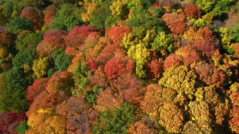 Fall foliage flyover Stock Footage 219130243