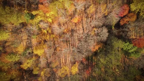 Fall Foliage Flyover Stock Footage 313662213