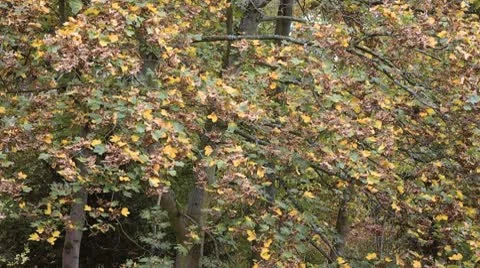 Fall foliage Stock Footage 8846292