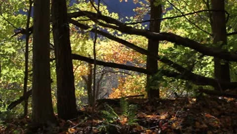 Fall foliage Video stock 8868350