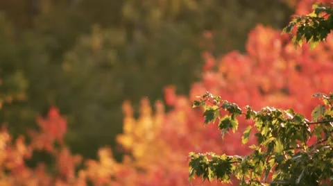 Fall Foliage Video stock 8929773