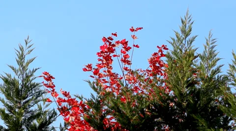 Fall Foliage Stock Footage 36030928