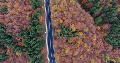 Fall Foliage Stock Footage 97658516
