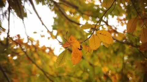 Fall Foliage Stock Footage 100762285