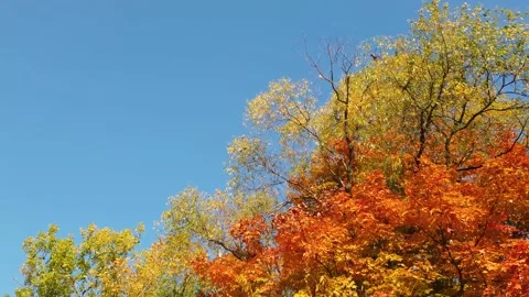 Fall foliage Stock Footage 141806471