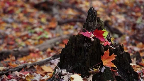 FALL FOLIAGE Stock Footage 142167799