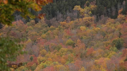 Fall Foliage Stock Footage 148167948