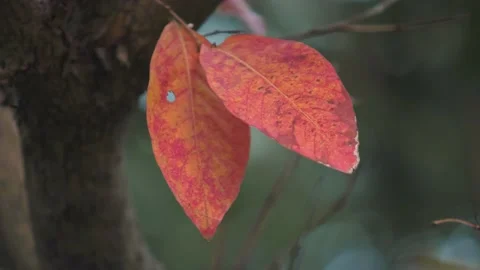 Fall Foliage Stock Footage 163480980