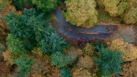 Fall Foliage 動画素材 204870259