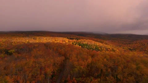 Fall Foliage Forest Colors Flyover Stock Footage 319521841