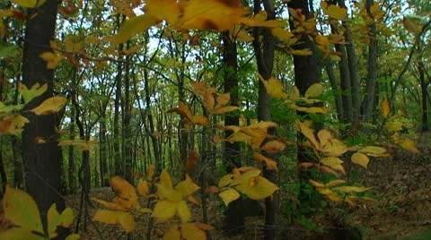 Fall foliage in the forest (LP-Voorhees-032) Stock Footage 8928279