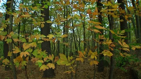 Fall foliage in the forest (LP-Voorhees-031) Stock Footage 8928347