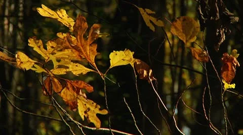 Fall foliage in the forest (LP-Voorhees-048) Video stock 8929009