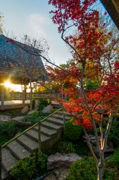 Fall Foliage in Fort Worth Stock Photos