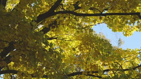 Fall Foliage Golden Yellow Sugar Maple Leaves in Autumn Stock Footage 288158249