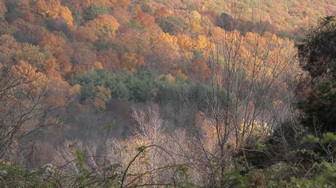Fall foliage on hill in Connecticut Video stock 36894280