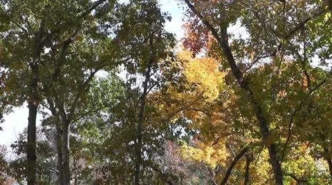 Fall Foliage I Stock Footage 20504222