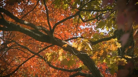 Fall Foliage Leaves Background Stock Footage 100760196