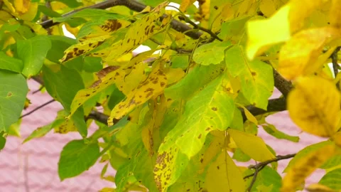 Fall Foliage Leaves Depend Run Autumn Walnut tree Leaves. Stock Footage 101419890