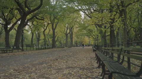 Fall Foliage in Manhattan, NYC - Central Park - The Mall and Literary Walk Video stock 220347614