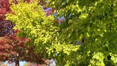 Fall foliage in midday with sun rays shining through Stock-Footage 221210346