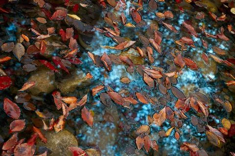 Fall foliage in a mountain stream. Stock Photos