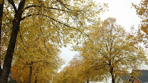 Fall foliage in a neigborhood setting Stock Footage 121555687