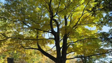 Fall Foliage in New England, Sugar Maple Tree Yellow Leaves Autumn Halloween Stock Footage 288158254