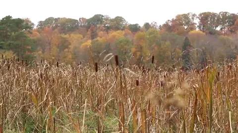 Fall foliage in Ohio park with cattails and tall grass blowing in wind Stock Footage 58463747