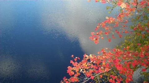 Fall foliage over water Stock Footage 607291