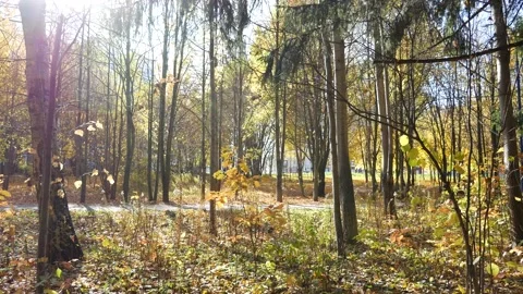 Fall foliage in the park 스톡 동영상 131627252