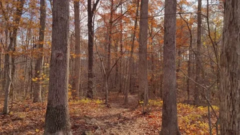 Fall Foliage Peak - Falling Autumn Leaves Trees Ground - Changing Vibrant Colors Stock Footage 220748217