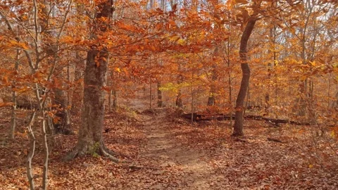 Fall Foliage Peak - Falling Autumn Leaves Trees Ground - Changing Vibrant Colors Stock Footage 220748224