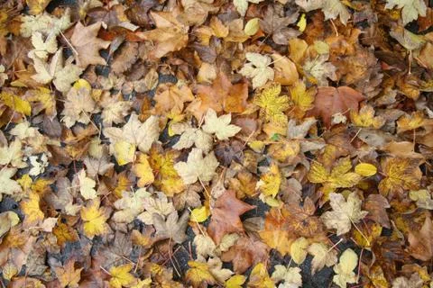 Fall foliage Stock Photos