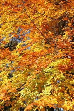 Fall foliage Stock Photos