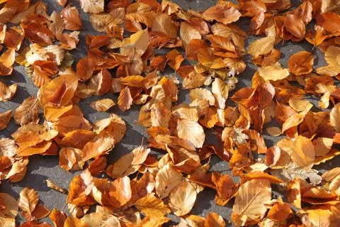 Fall foliage Stock Photos