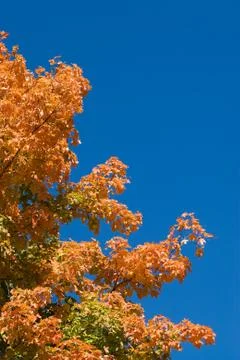 Fall Foliage Stock Photos