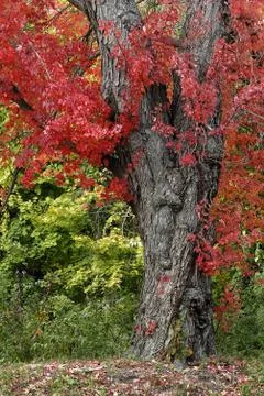 Fall Foliage Stock Photos