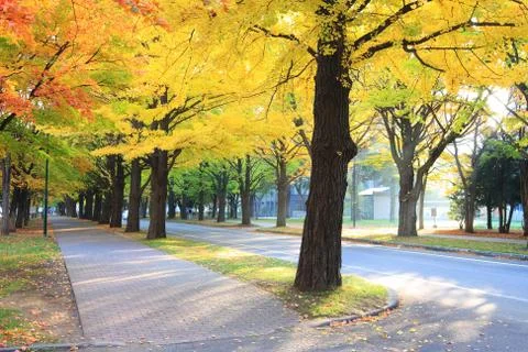 Fall Foliage Stock Photos