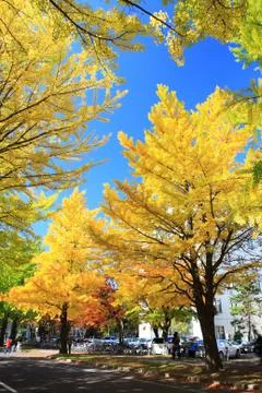Fall foliage Stock Photos