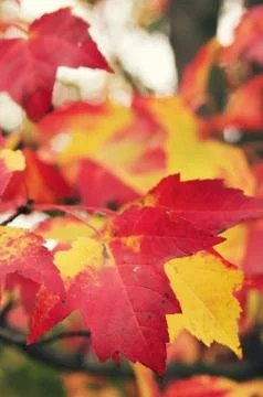 Fall Foliage Stock Photos
