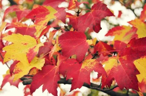 Fall Foliage Stock Photos