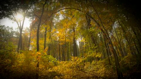 Fall Foliage 库存照片