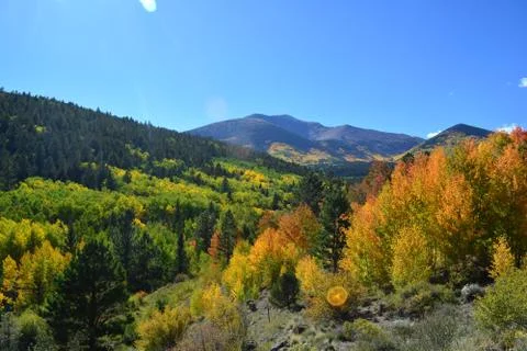 Fall Foliage Stock Photos
